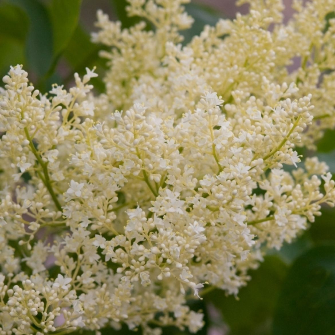 Picture of Syringa ret. Snowdance™ Tree Form