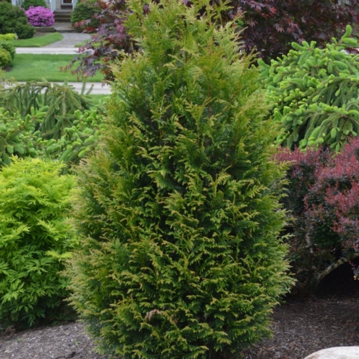 Picture of Thuja WorryFree® 'Junior Giant'