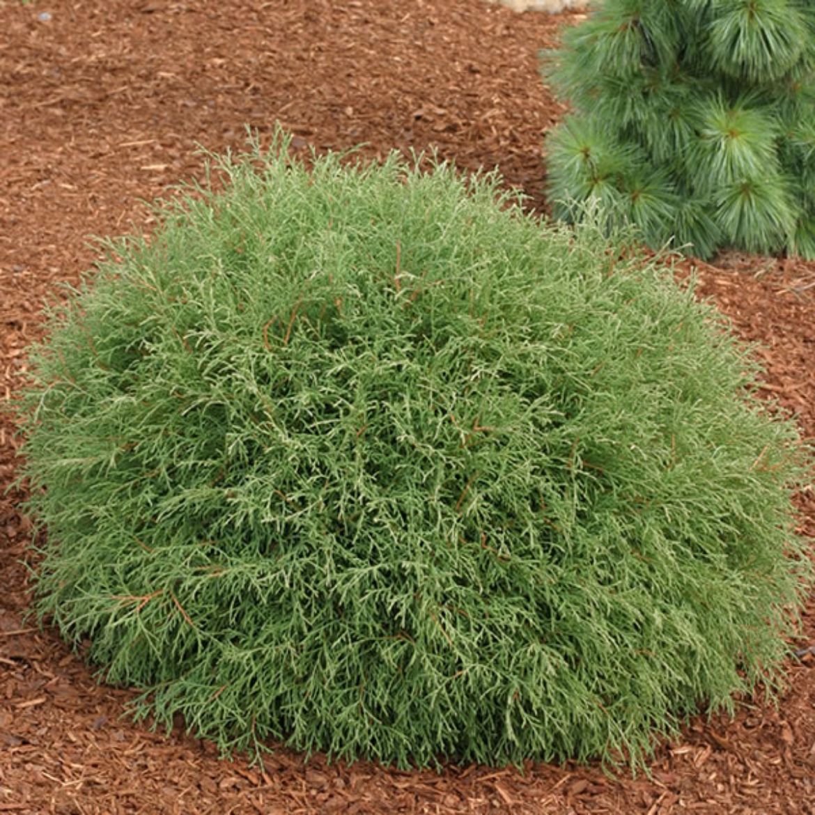 Picture of Thuja occ. Mr. Bowling Ball® ('Linesville')