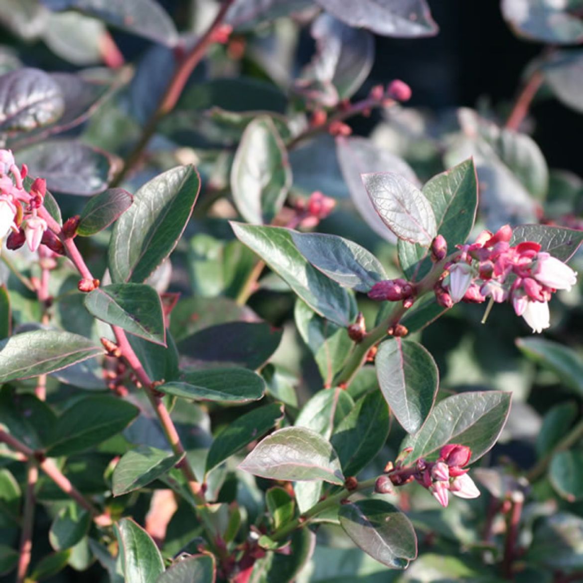 Picture of Vaccinium cor. 'Chandler'