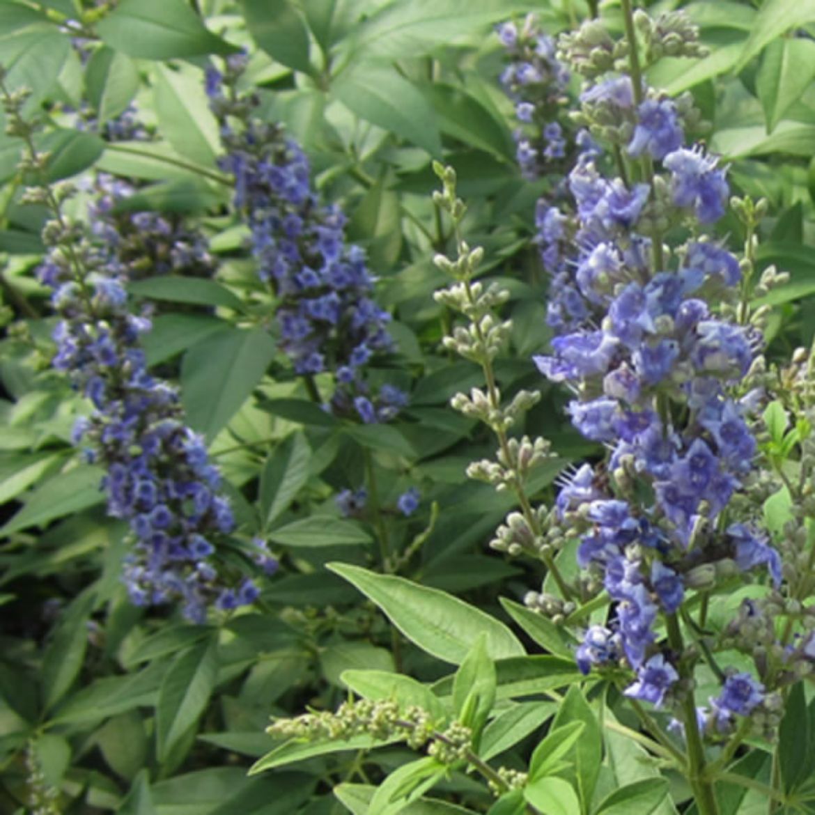 Picture of Vitex agn. Blue Diddley®
