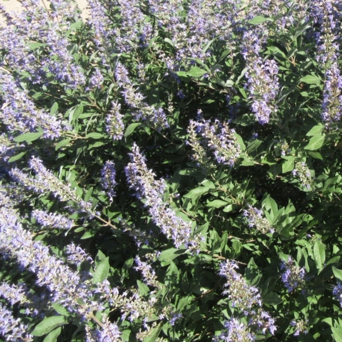Picture of Vitex Chicagoland Blues™