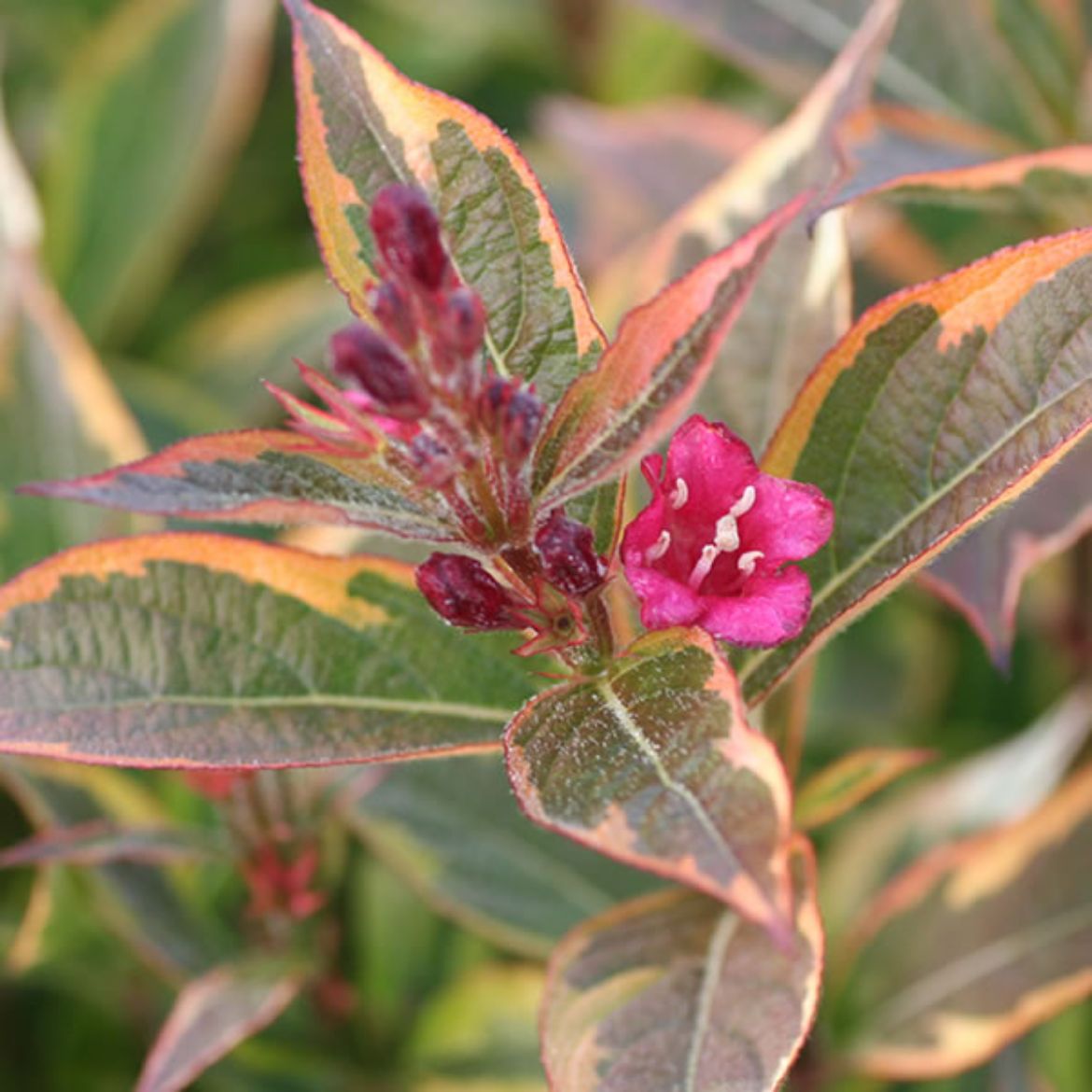 Picture of Weigela flo. French Lace™