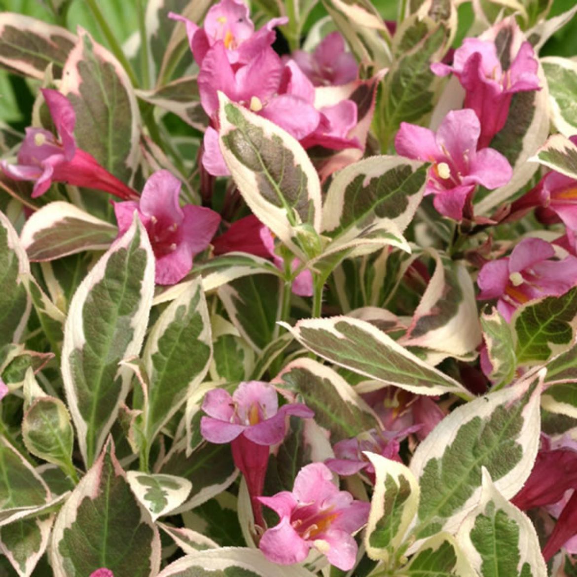 Picture of Weigela flo. My Monet®