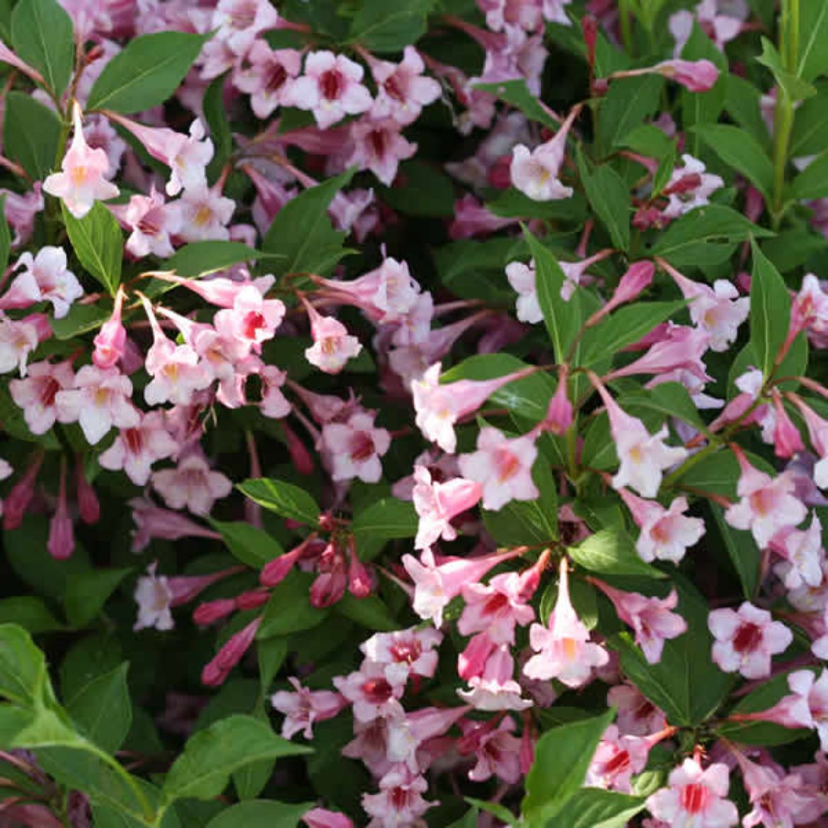 Picture of Weigela flo. Sonic Bloom® Pure Pink