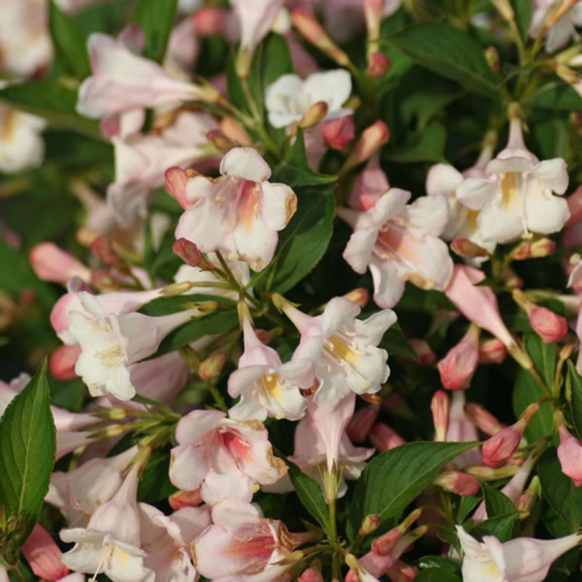 Picture of Weigela flo. Sonic Bloom® Pearl