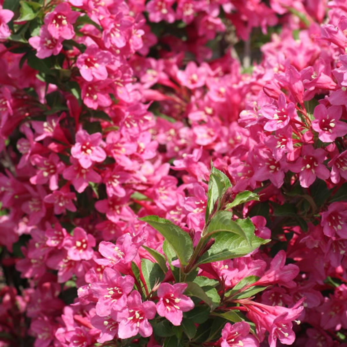 Picture of Weigela flo. Sonic Bloom® Pink
