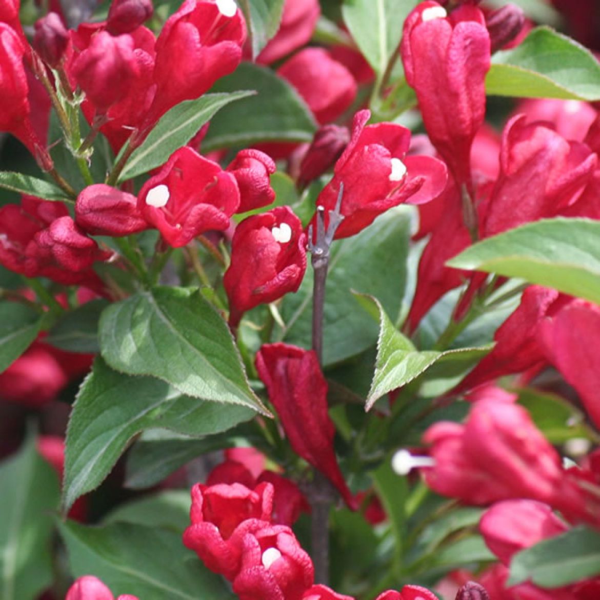 Picture of Weigela flo. Sonic Bloom® Red