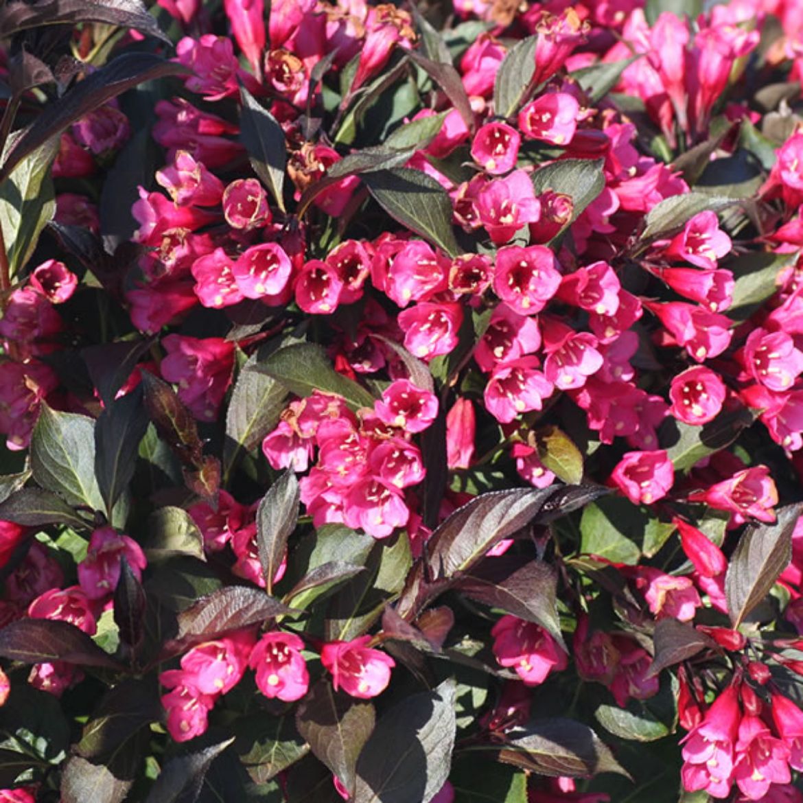 Picture of Weigela flo. Wine and Roses®