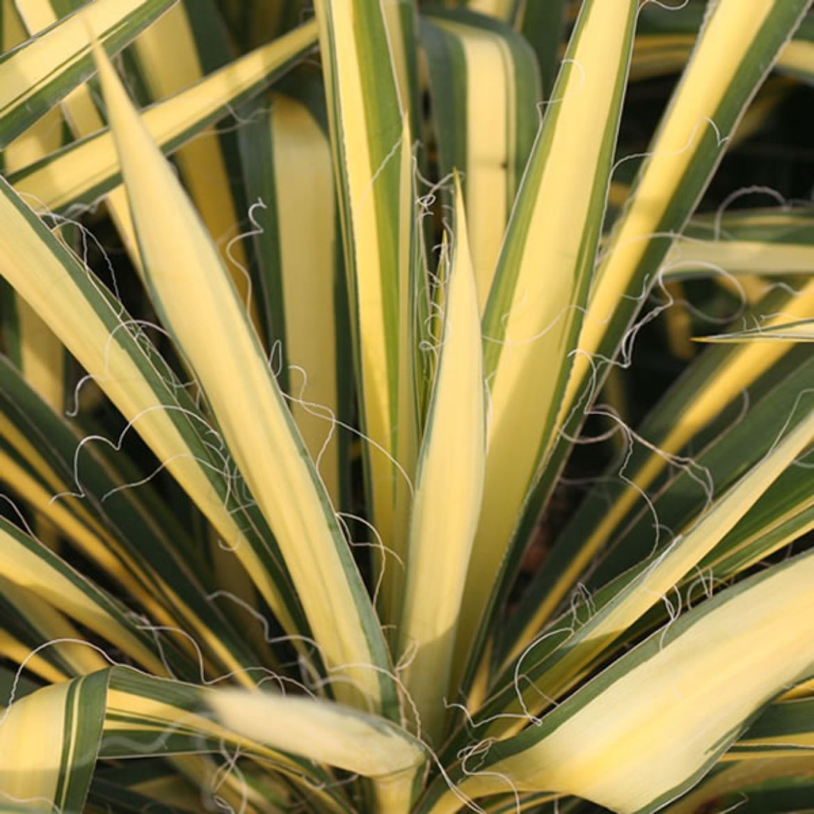Picture of Yucca fil. 'Color Guard'