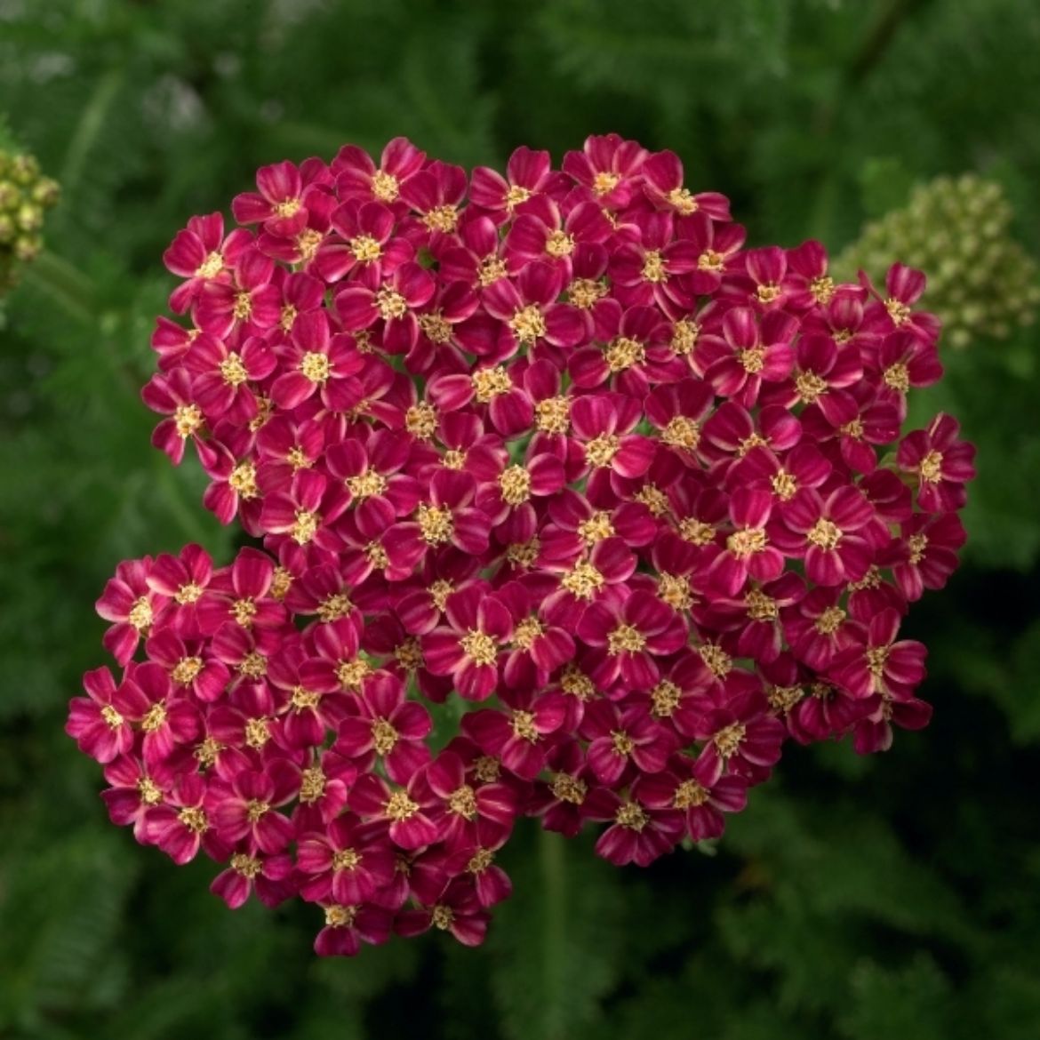 Picture of Achillea mil. Desert Eve™ Red