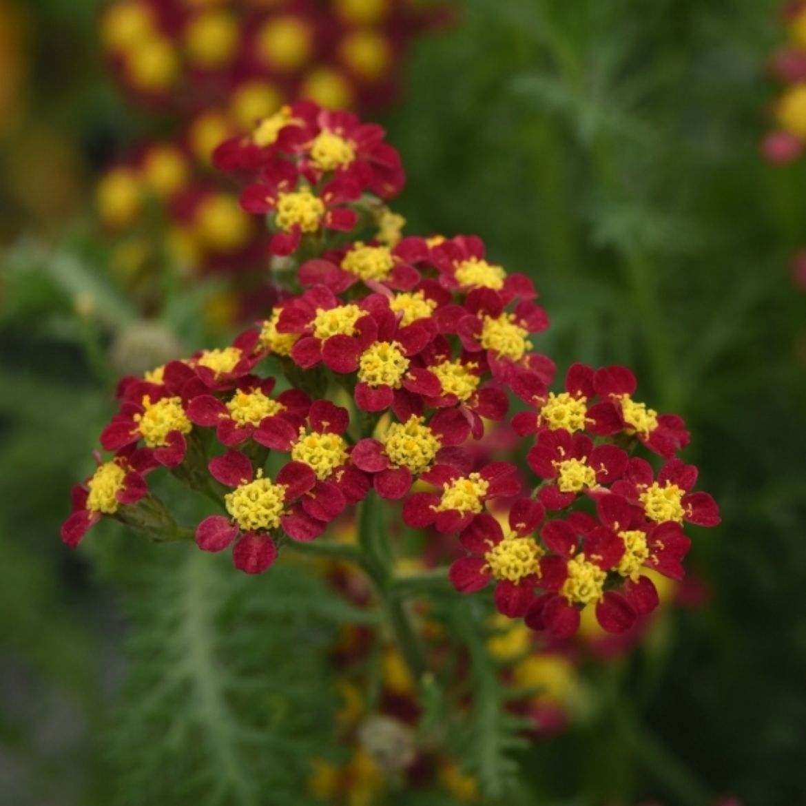 Picture of Achillea mil. Milly Rock™ Red