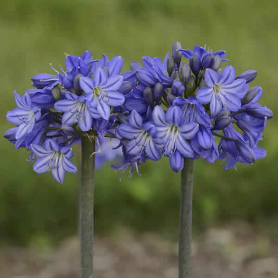 Picture of Agapanthus 'Galaxy Blue'