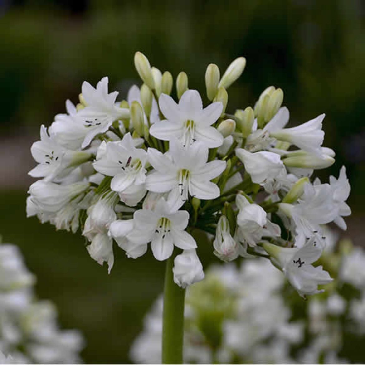 Picture of Agapanthus 'Galaxy White'
