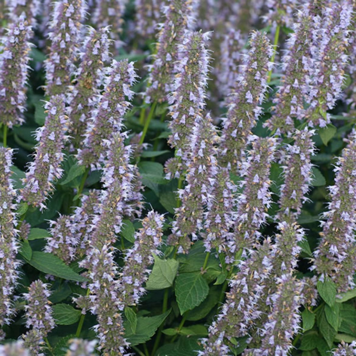 Picture of Agastache 'Blue Fortune'