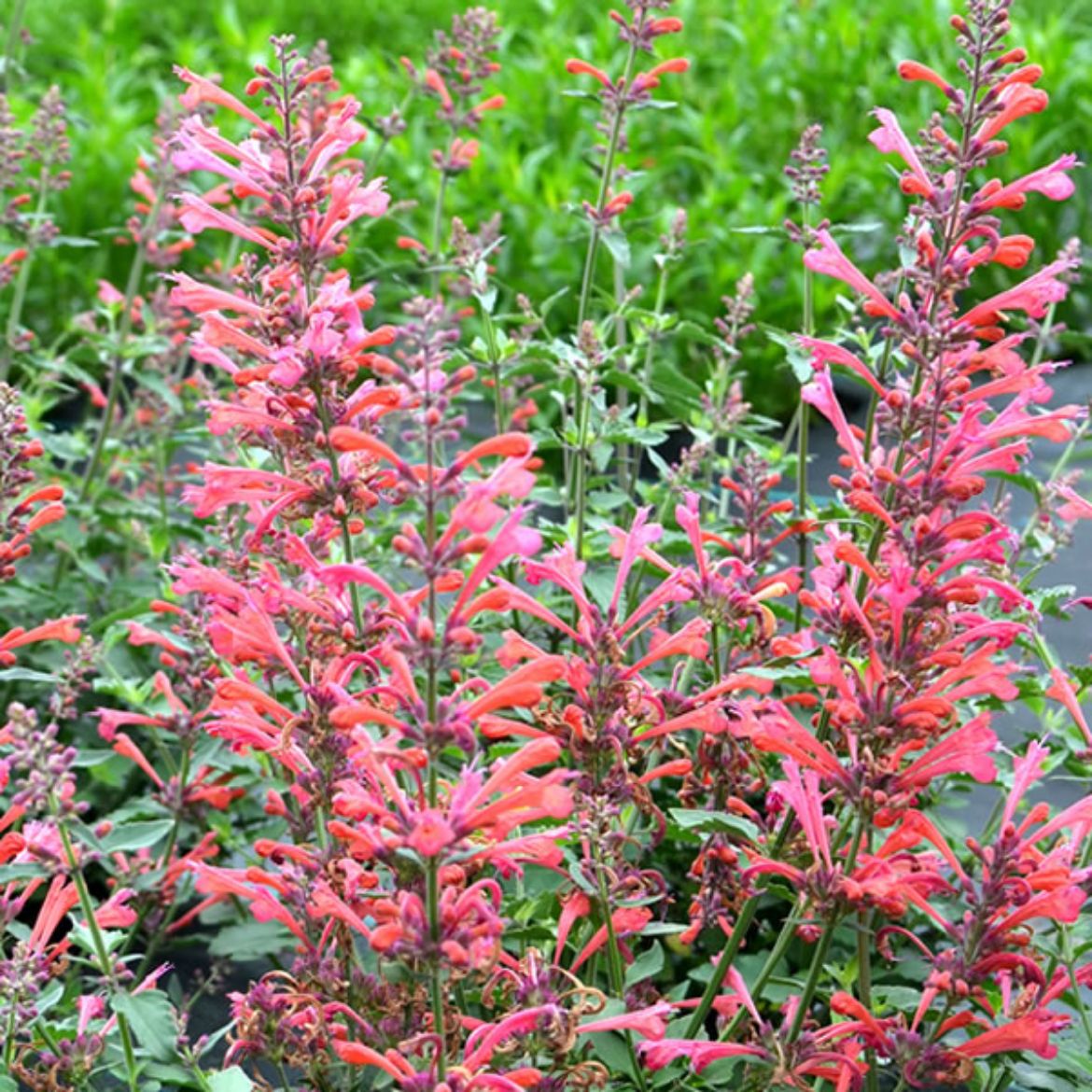 Picture of Agastache 'Kudos Coral'