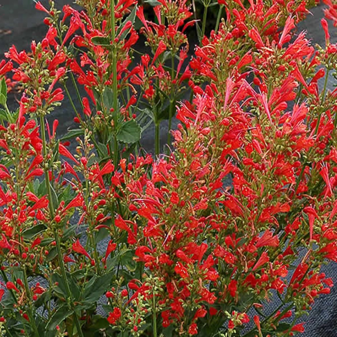 Picture of Agastache 'Kudos Red'
