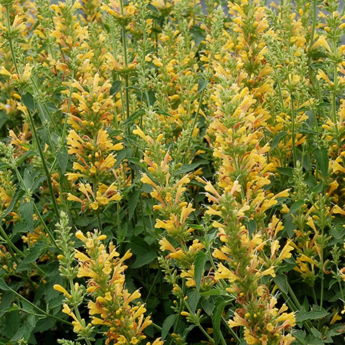 Picture of Agastache 'Kudos Yellow'