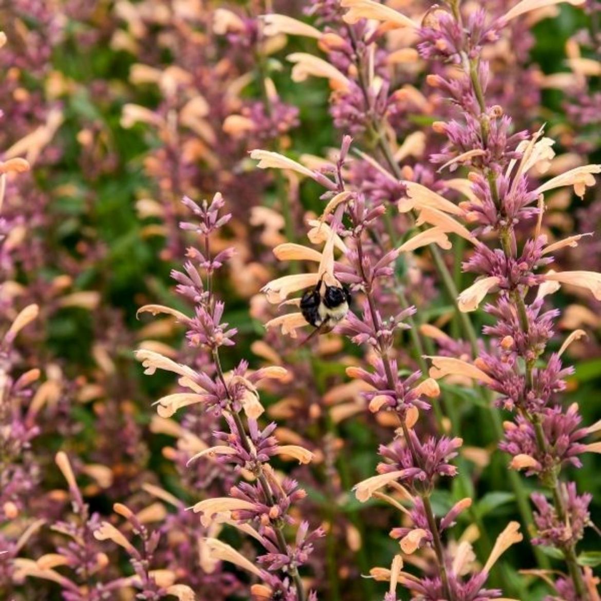 Picture of Agastache Meant to Bee™ 'Queen Nectarine'