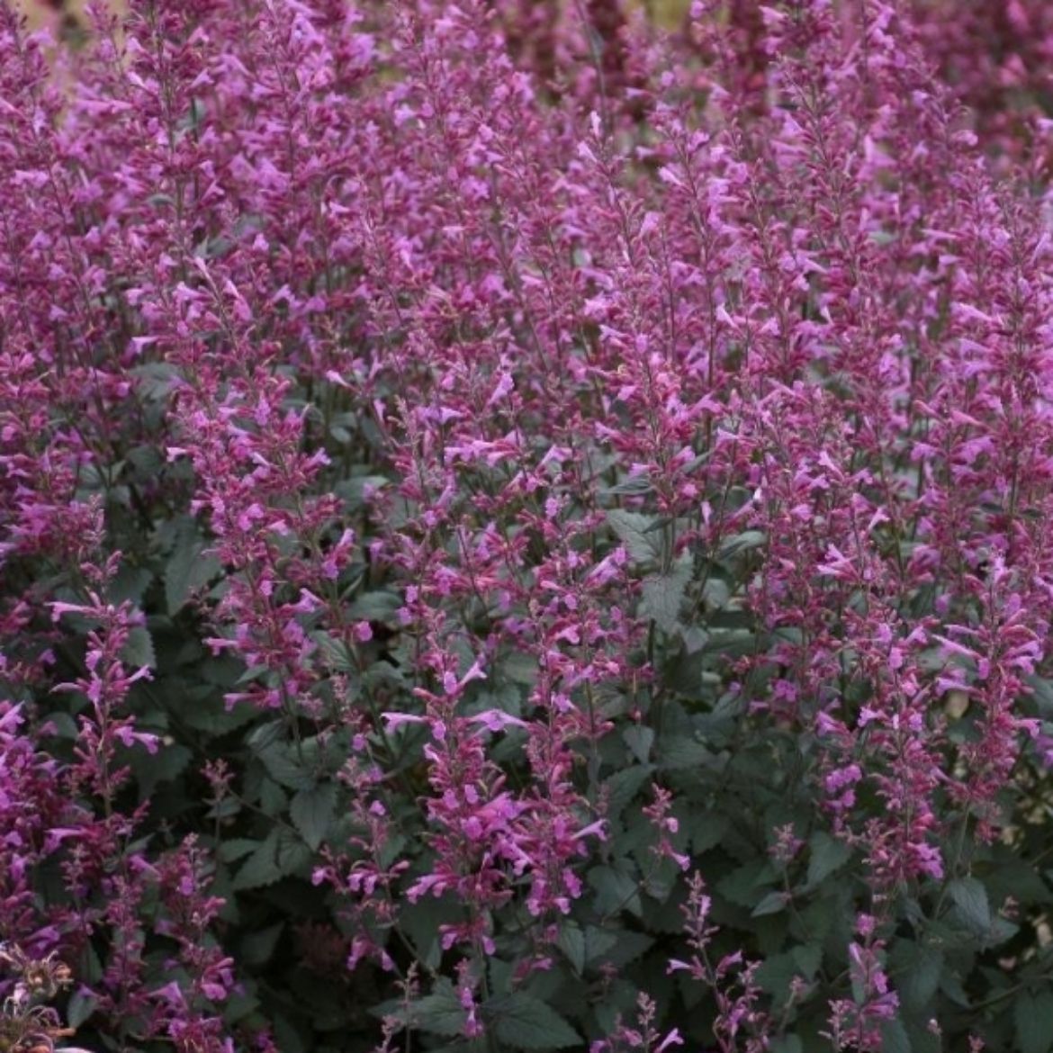 Picture of Agastache Meant to Bee™ 'Royal Raspberry'