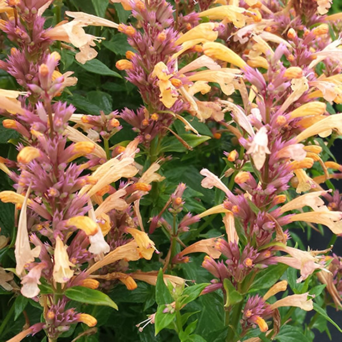 Picture of Agastache 'Peachie Keen'