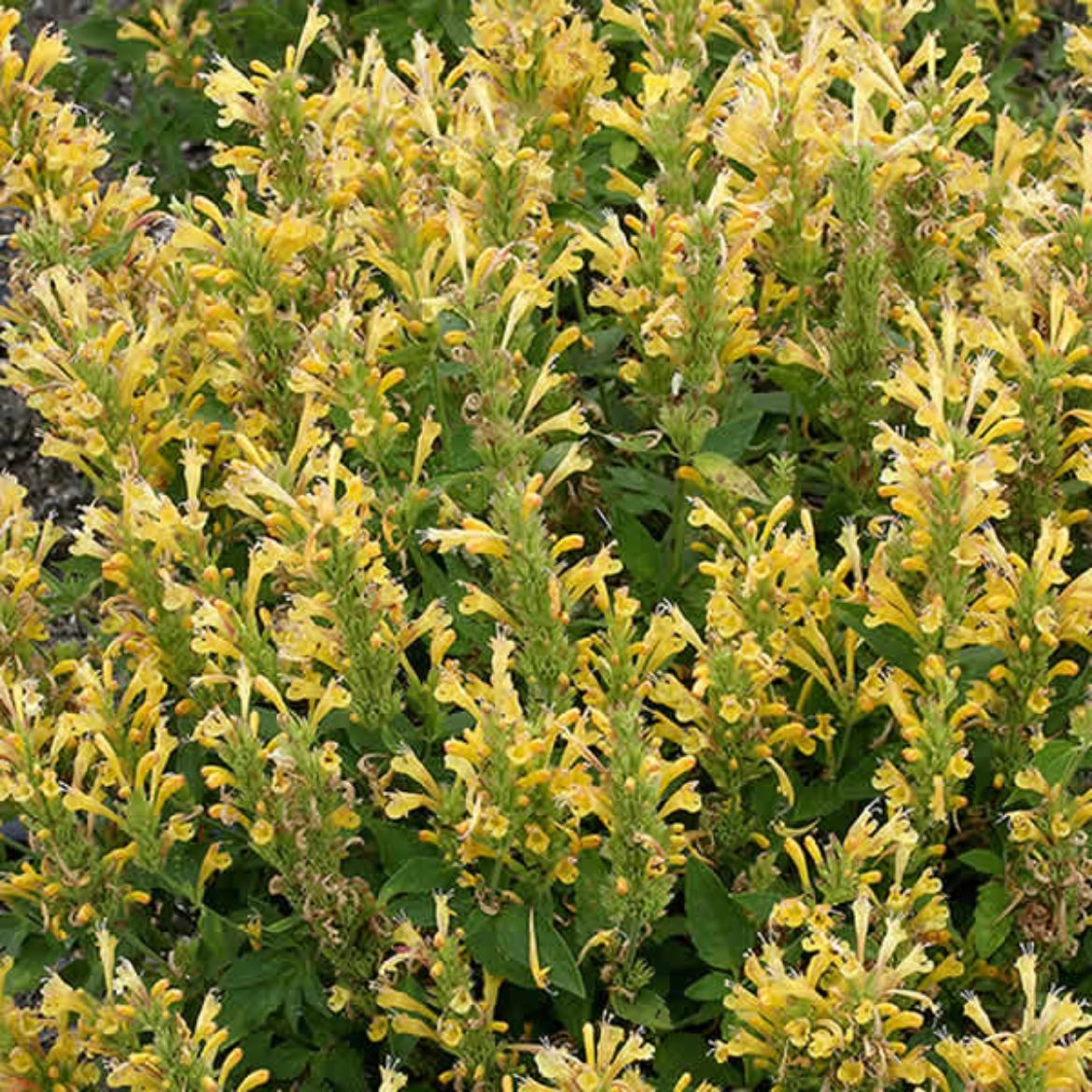 Picture of Agastache Poquito™ Butter Yellow