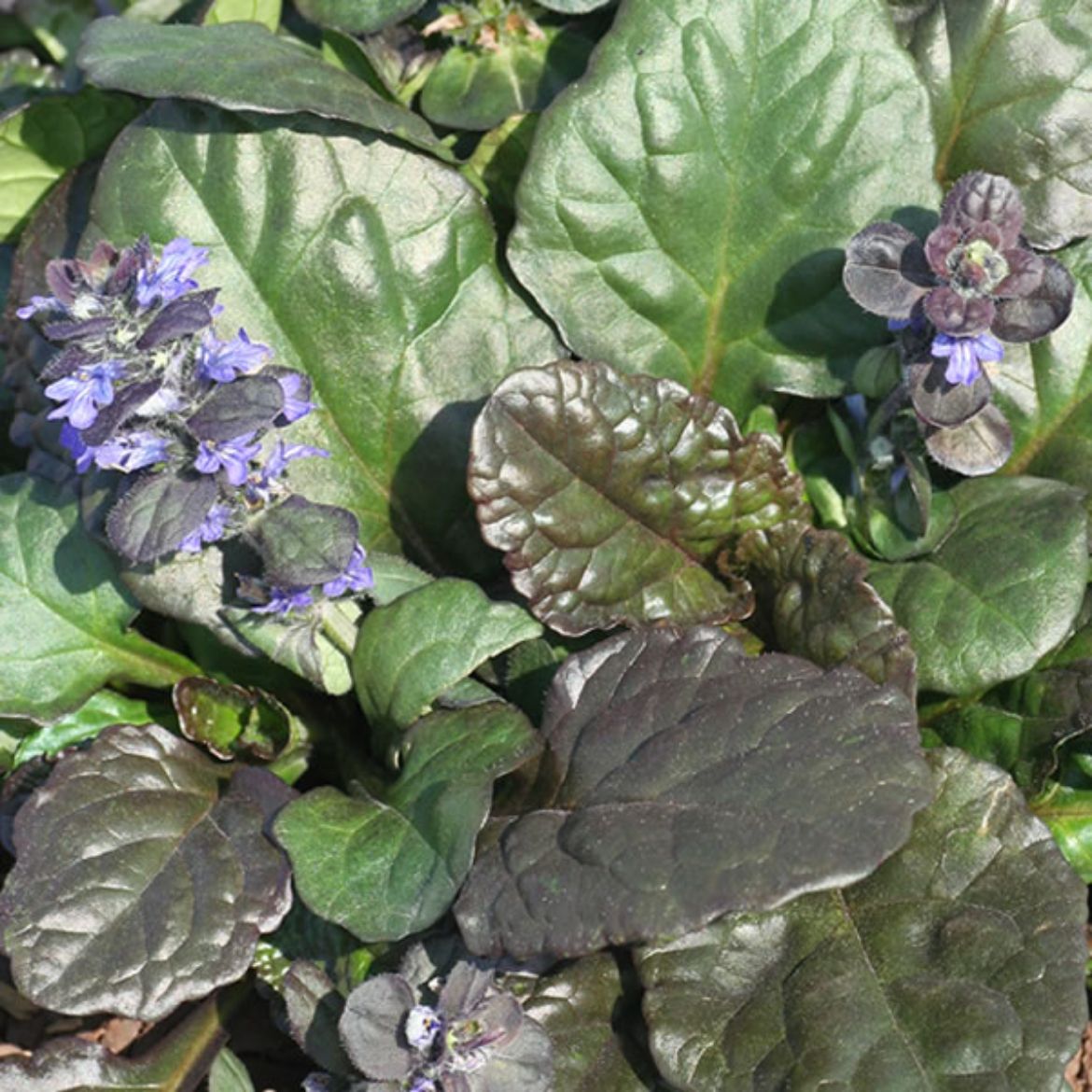 Picture of Ajuga rep. 'Catlin's Giant'