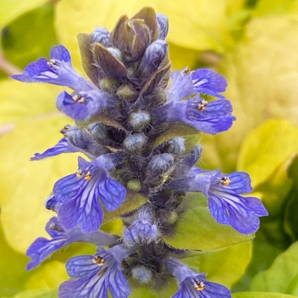Picture of Ajuga Feathered Friends™ Tropical Toucan
