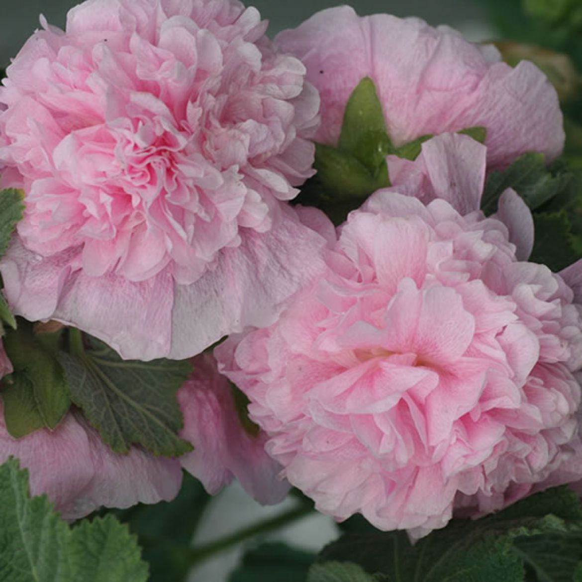 Picture of Alcea ros. Chater's Double Group Pink