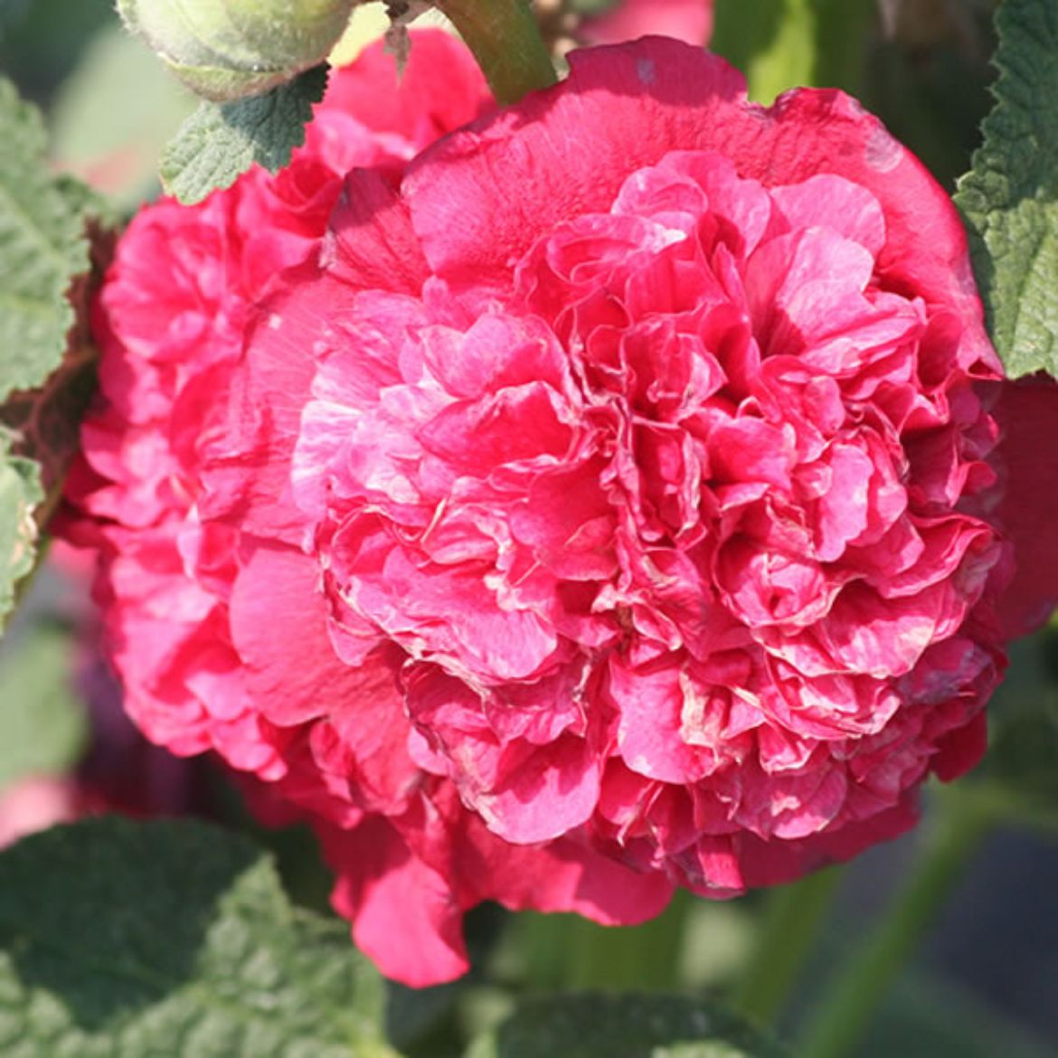 Picture of Alcea ros. Chater's Double Group Scarlet