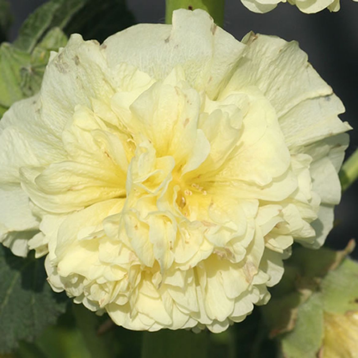 Picture of Alcea ros. Chater's Double Group Yellow