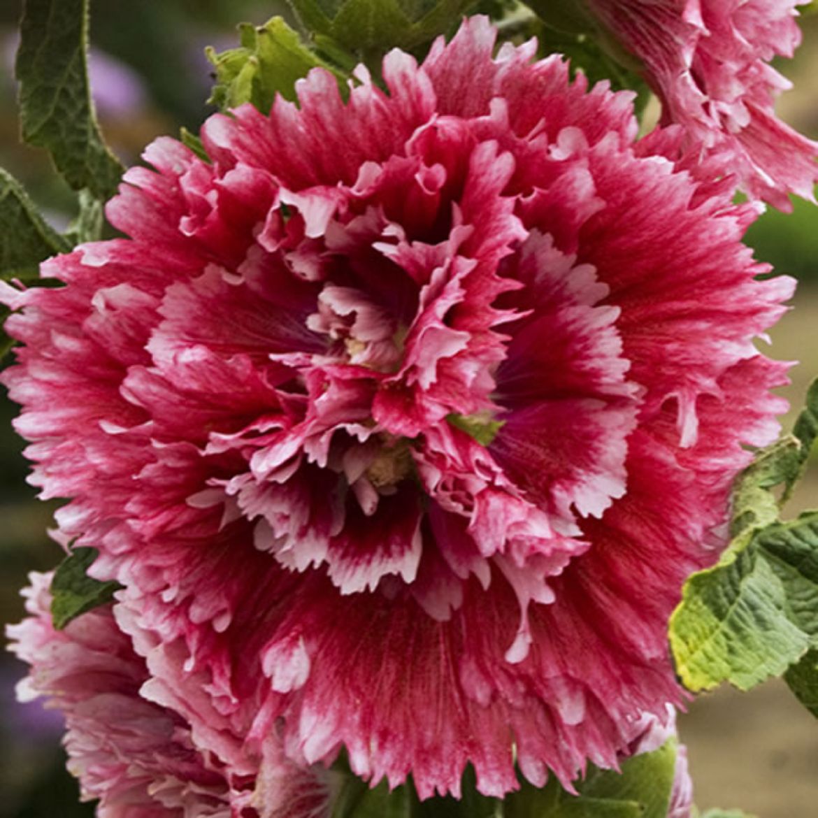 Picture of Alcea ros. 'Fiesta Time'