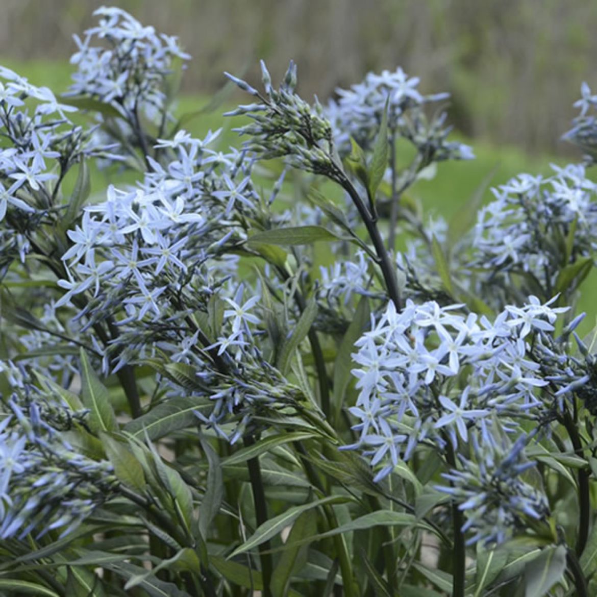 Picture of Amsonia tab. 'Storm Cloud'