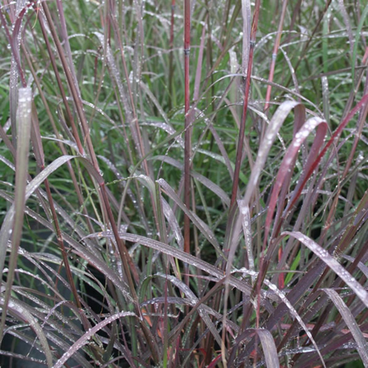 Picture of Andropogon ger. 'Rain Dance'
