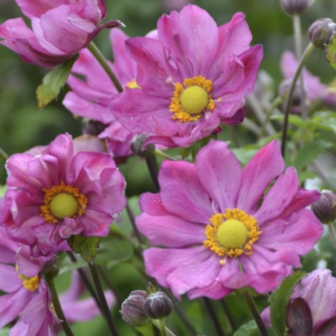 Picture of Anemone 'Curtain Call Deep Rose'