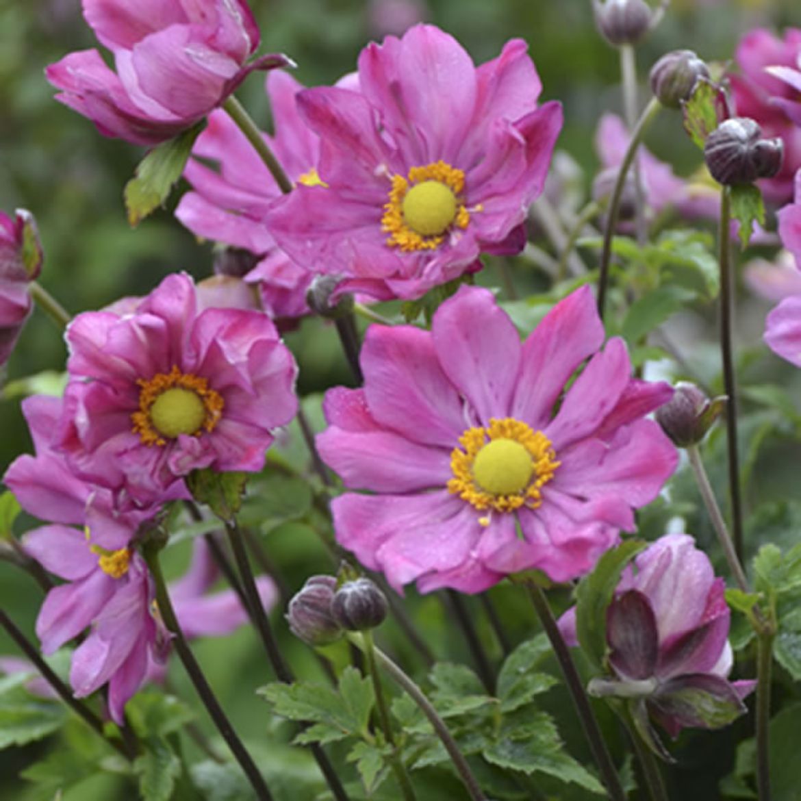 Picture of Anemone 'Curtain Call Pink'