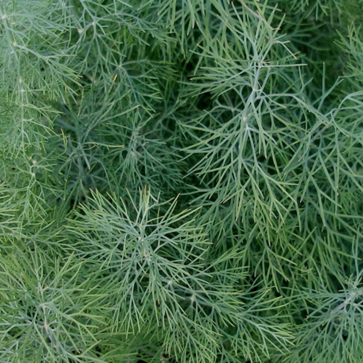 Picture of Anethum (Dill) gra. 'Fernleaf'