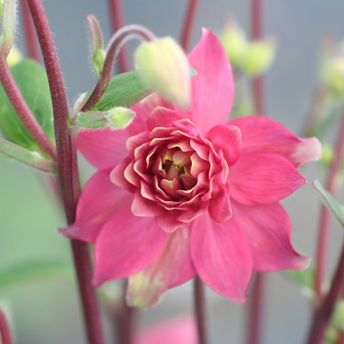 Picture of Aquilegia vul. 'Clementine Red'