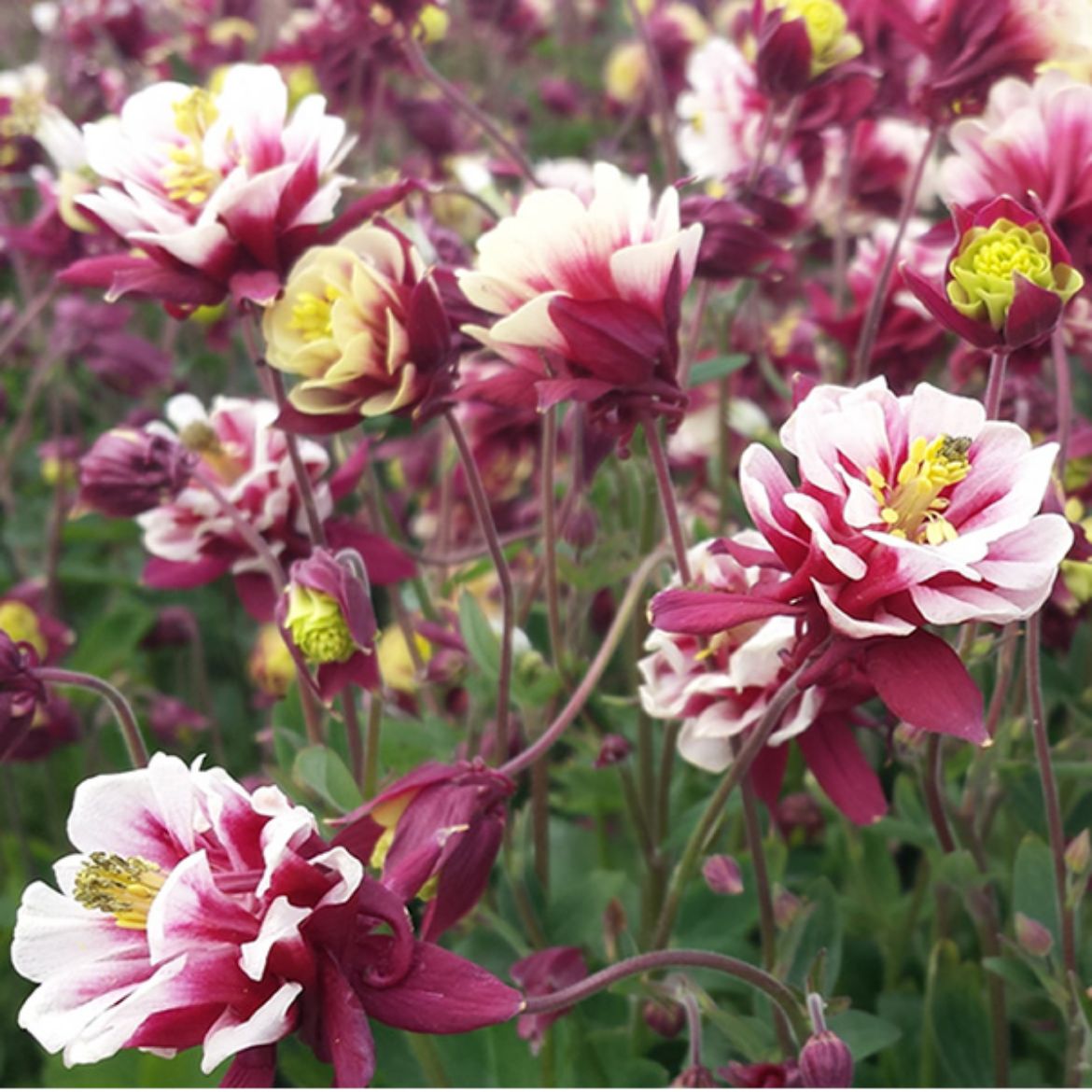 Picture of Aquilegia vul. 'Winky Double Red - White'