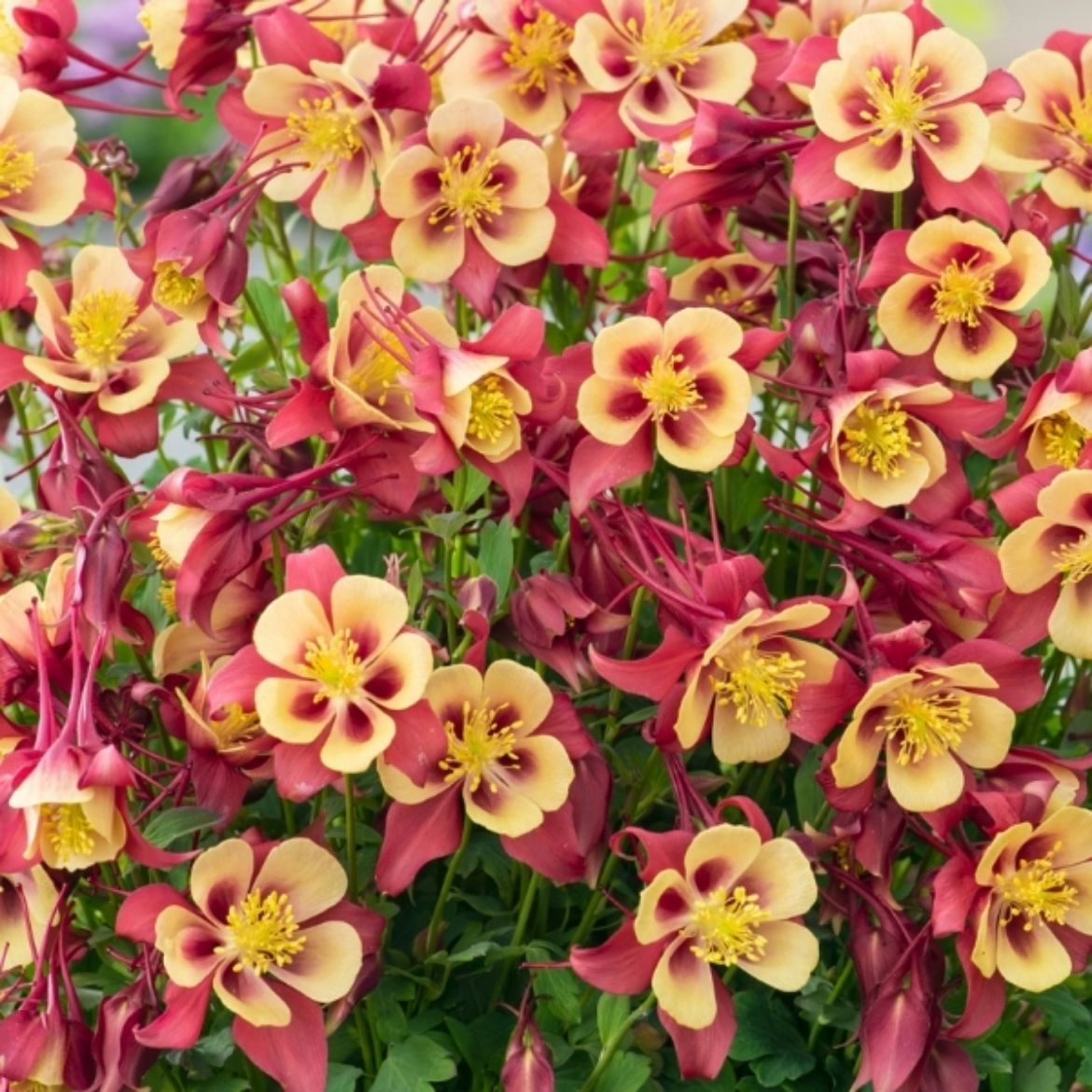 Picture of Aquilegia Earlybird™ Red Yellow