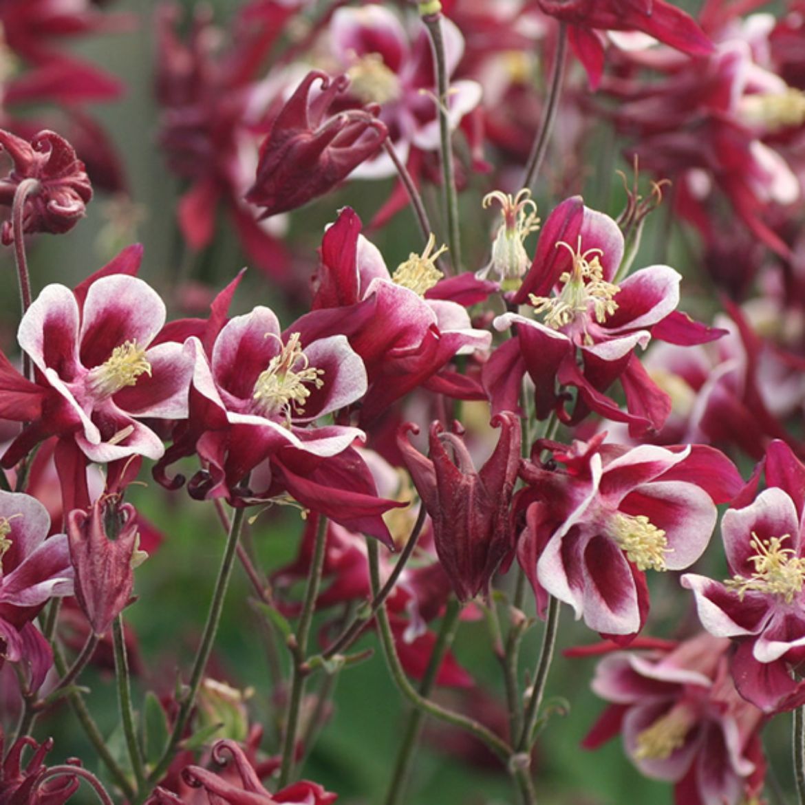 Picture of Aquilegia vul. 'Winky Red-White'