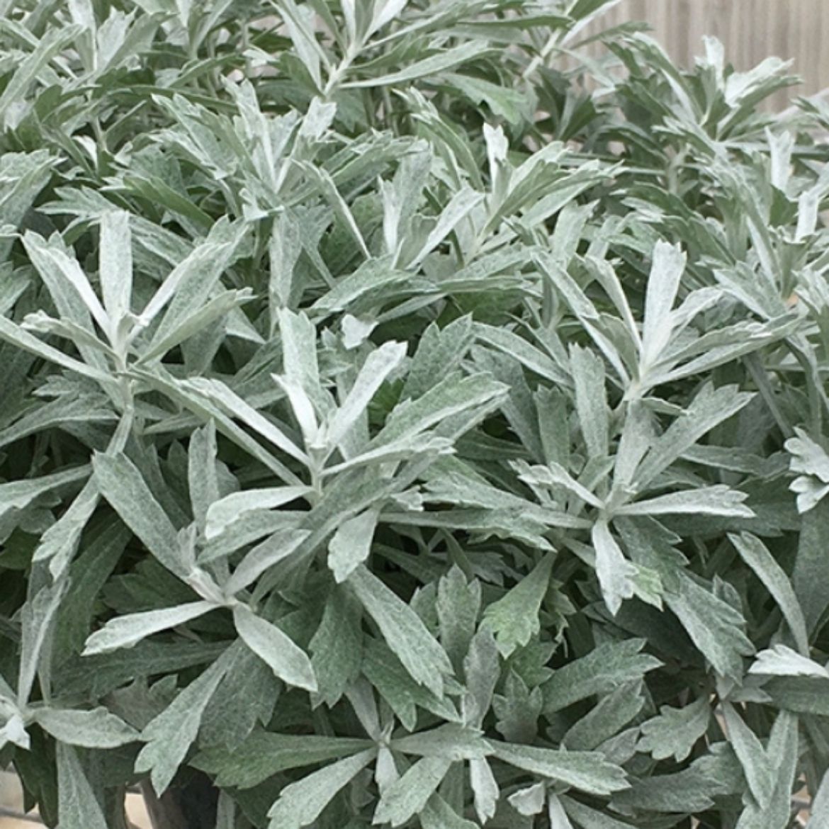 Picture of Artemisia lud. GardenGhost™