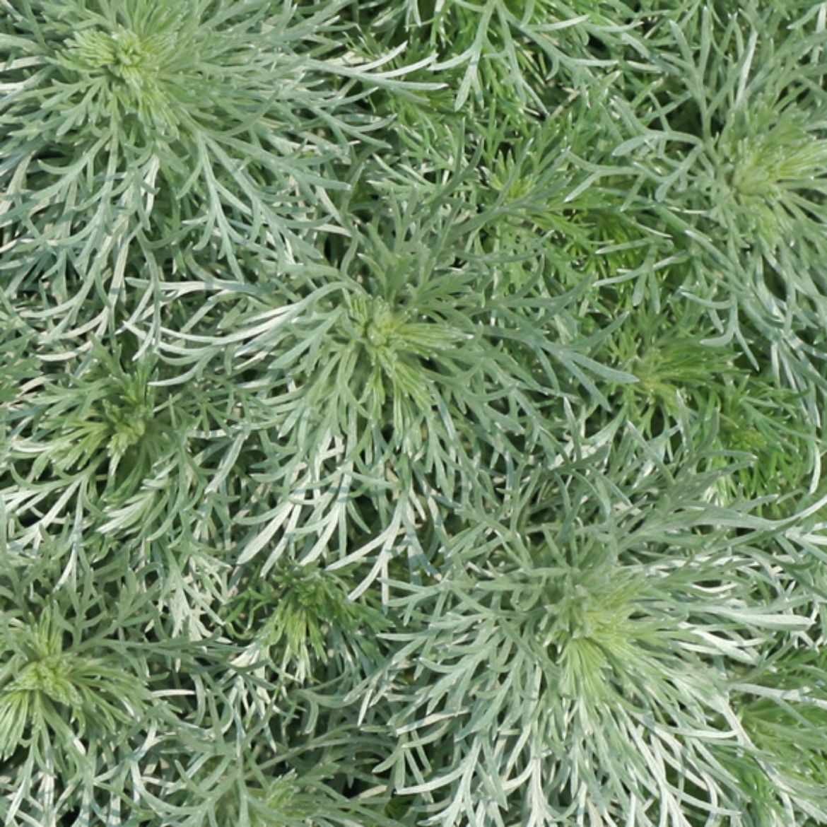 Picture of Artemisia sch. 'Silver Mound'