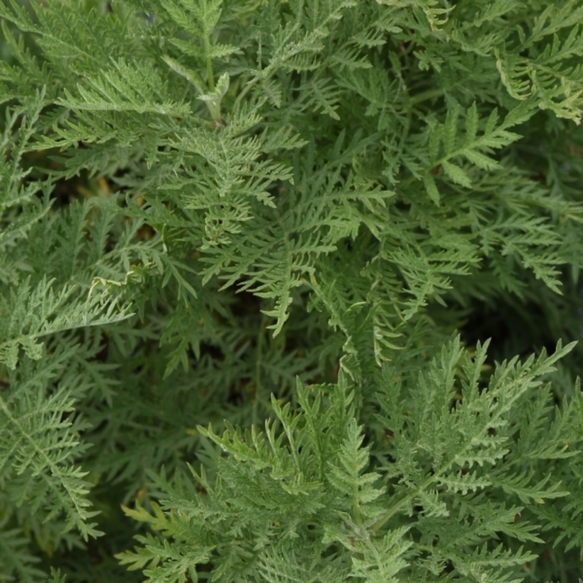 Picture of Artemisia gme. SunFern™ Arcadia