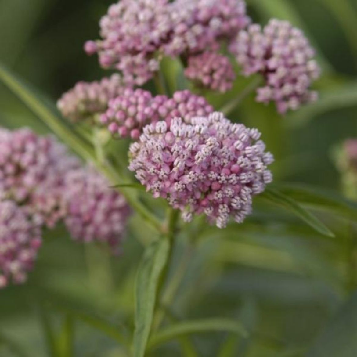 Picture of Asclepias incarnata