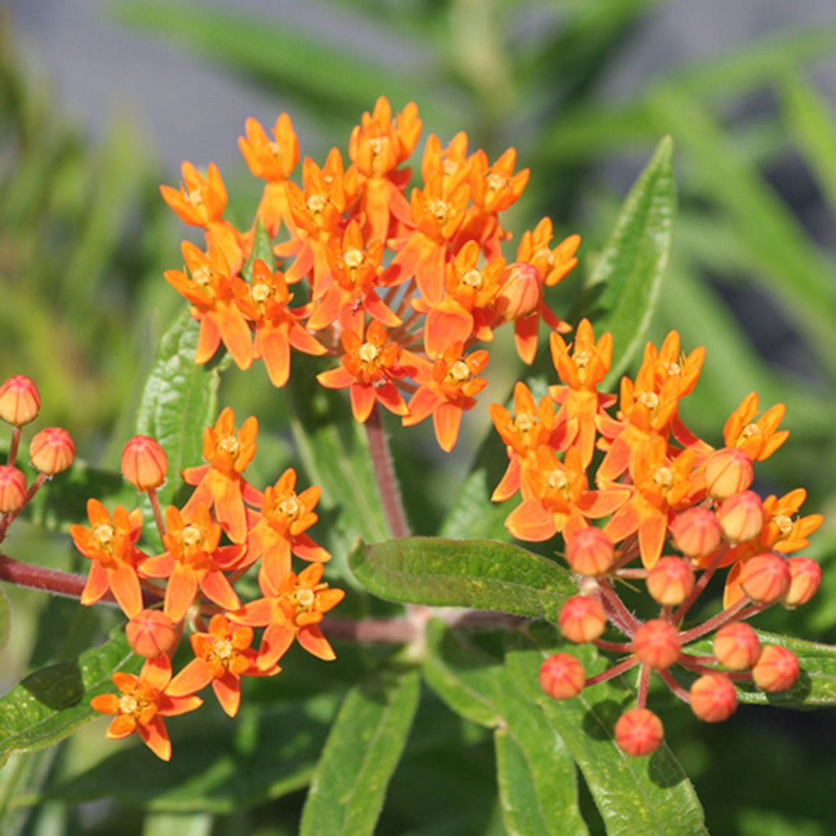 Picture of Asclepias tuberosa