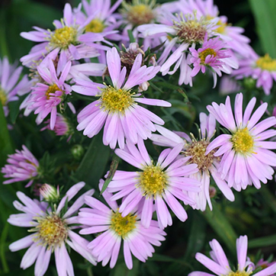 Picture of Aster 'Wood's Pink'