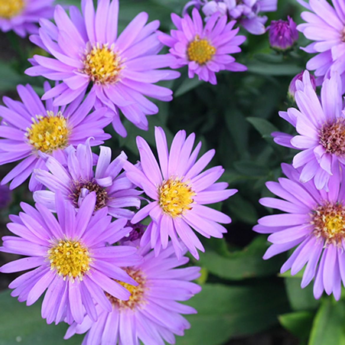 Picture of Aster 'Wood's Purple'