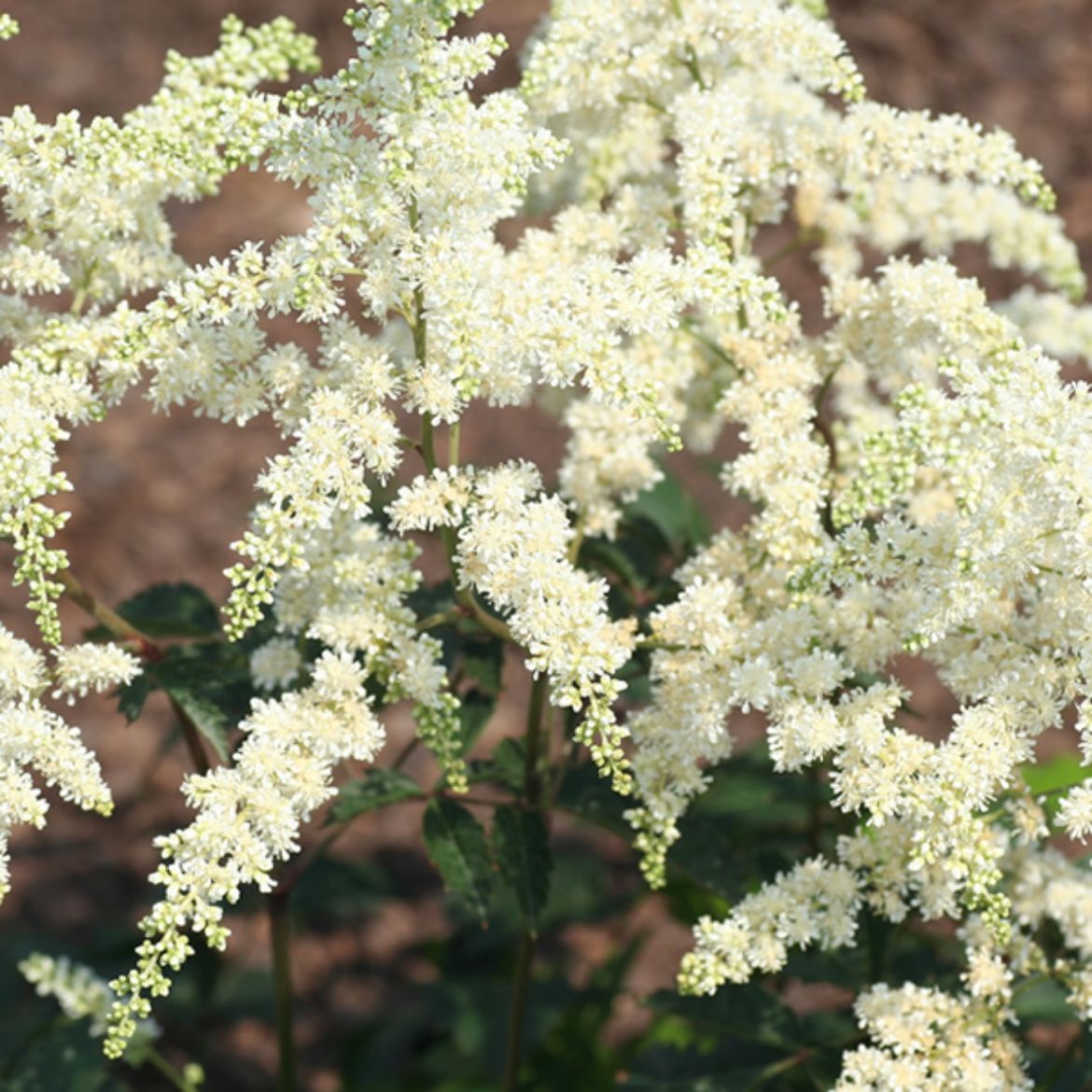 Picture of Astilbe 'Bridal Veil'