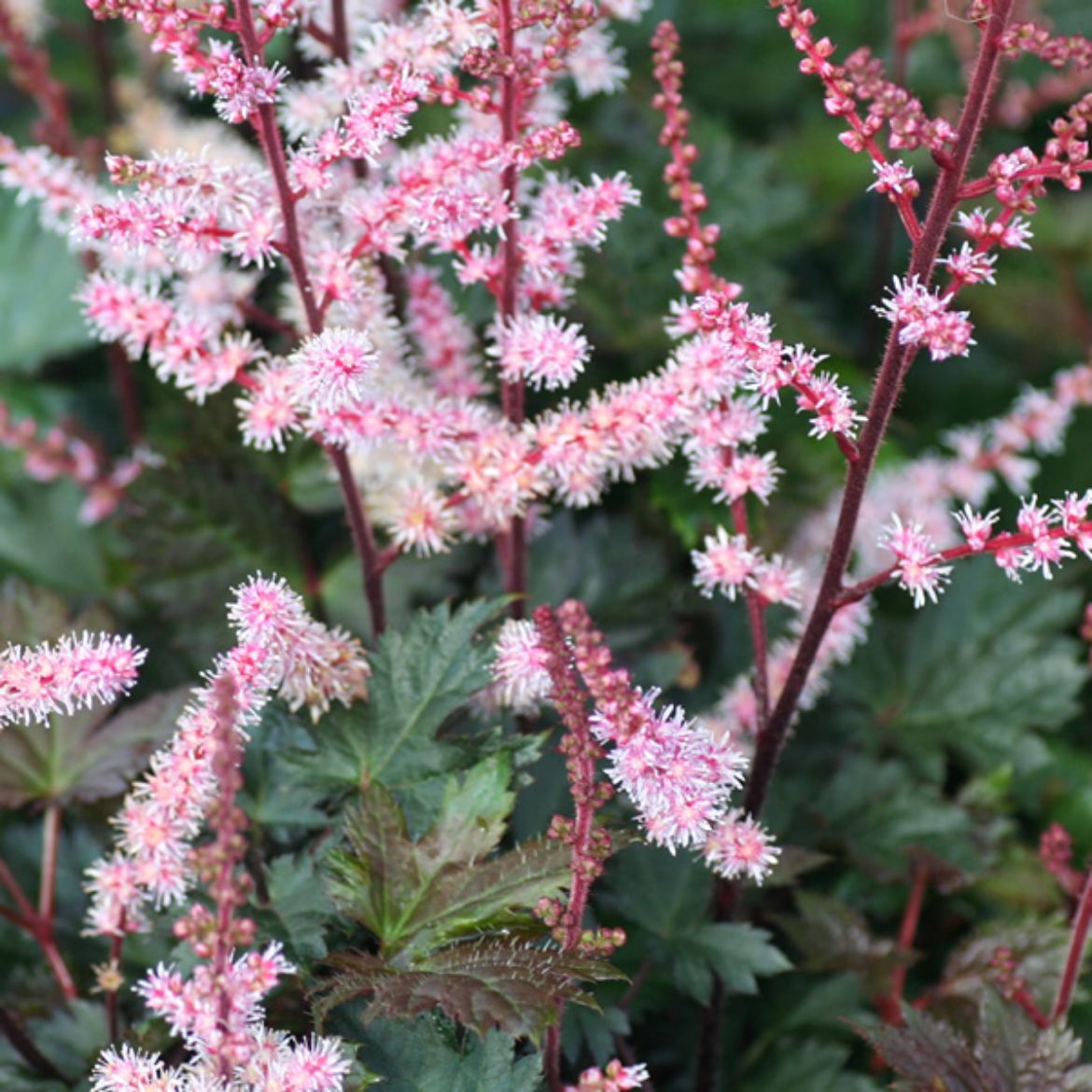Picture of Astilbe 'Delft Lace'